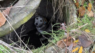 Adapazarı’nda Kuyuya Düşen Sokak Köpeği, İtfaiye Ekiplerince Kurtarıldı