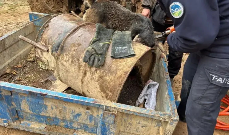 Kafası Varile Sıkışan Köpeğe İtfaiye Kurtardı