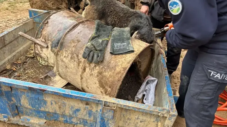 Kafası Varile Sıkışan Köpeğe İtfaiye Kurtardı